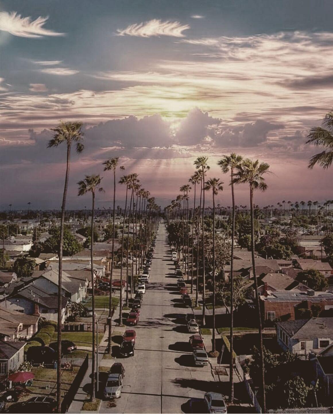 Rows of single-storey homes on a palm-lined residential street at sunset, seen from above.
