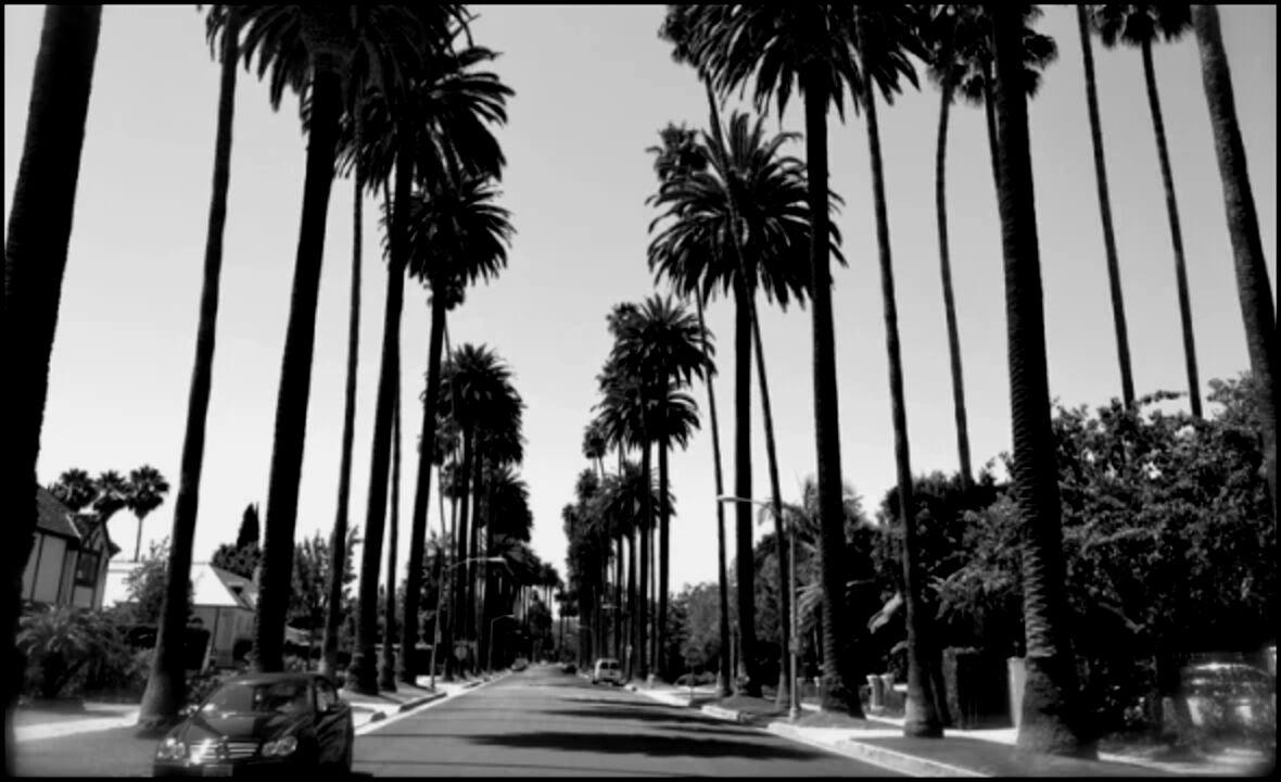 A residential street under tall palms, photographed in black and white.